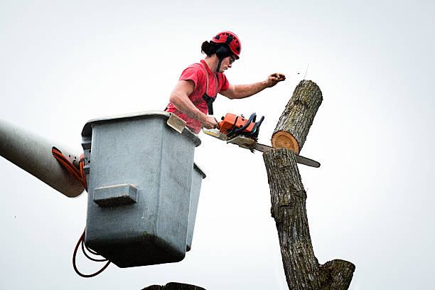 How Our Tree Care Process Works  in  Bardstown, KY